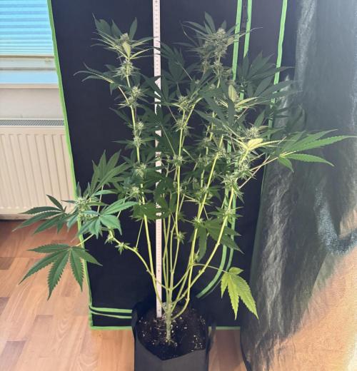 Fastbuds extract run. Week 11 - GG4 Sherbet FF (GS)