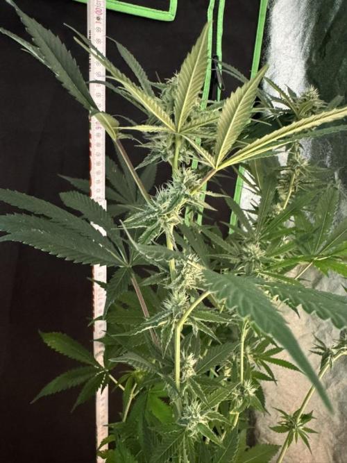 Fastbuds extract run. Week 11 - Biscotti Gelato (BG)
