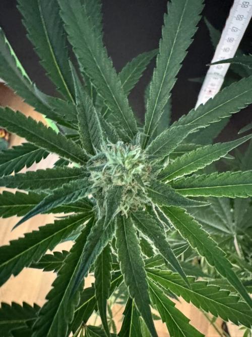 Fastbuds extract run. Week 11 - Biscotti Gelato (BG)