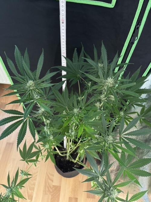 Fastbuds extract run. Week 11 - Biscotti Gelato (BG)