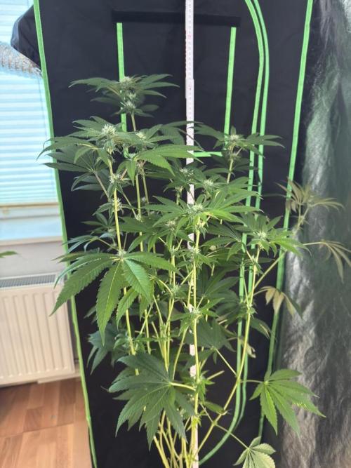 Fastbuds extract run. Week 11 - Garlic Mint Sherbet (GMS)