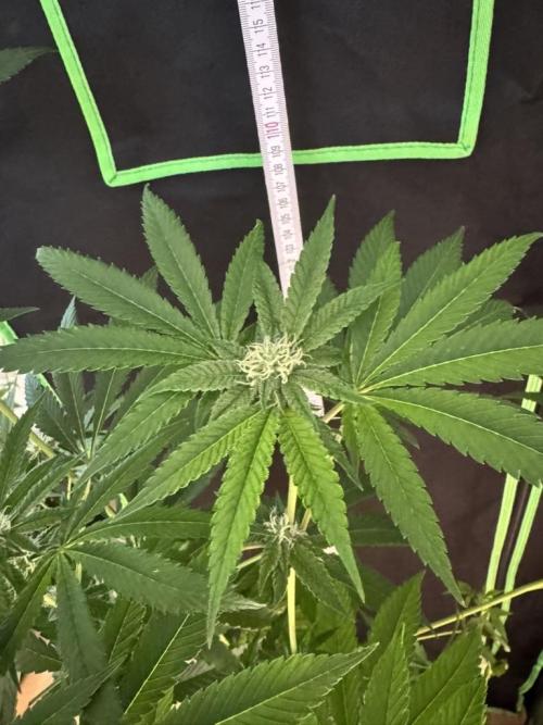 Fastbuds extract run. Week 11 - Garlic Mint Sherbet (GMS)