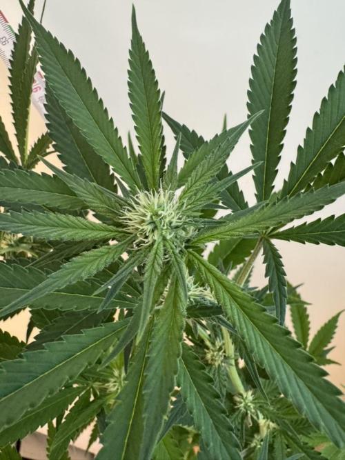 Fastbuds extract run. Week 10 - GG4 Sherbet FF (GS)