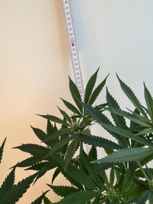 Fastbuds extract run. Week 10 - GG4 Sherbet FF (GS)