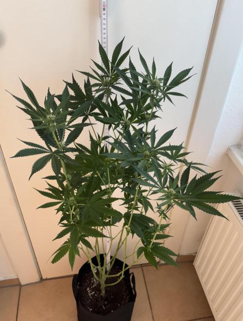 Fastbuds extract run. Week 10 - GG4 Sherbet FF (GS)