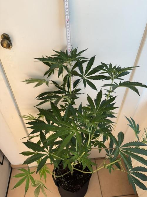 Fastbuds extract run. Week 10 - Biscotti Gelato (BG)