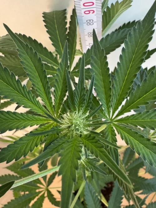 Fastbuds extract run. Week 10 - Biscotti Gelato (BG)