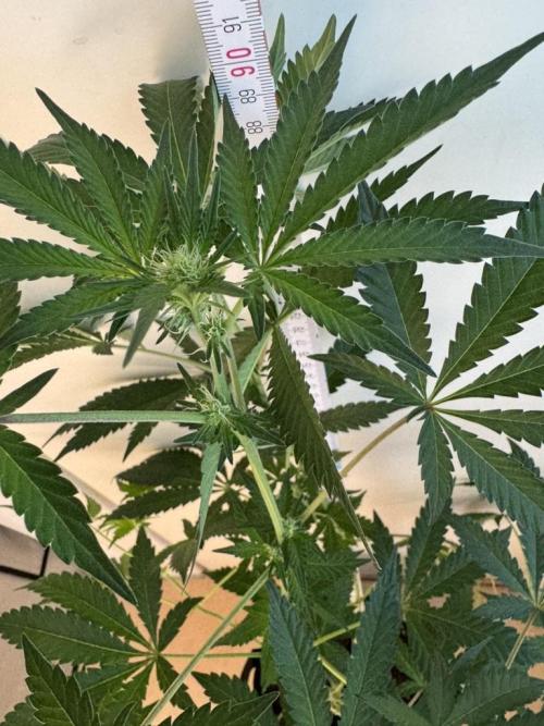 Fastbuds extract run. Week 10 - Biscotti Gelato (BG)