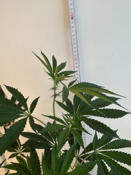 Fastbuds extract run. Week 10 - Garlic Mint Sherbet (GMS)