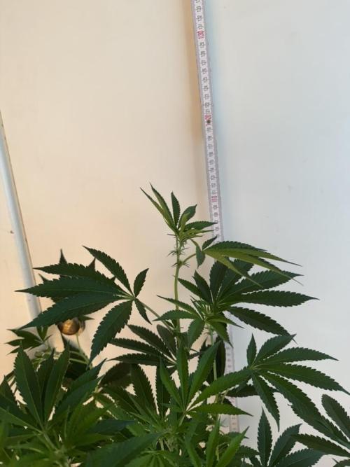 Fastbuds extract run. Week 10 - Garlic Mint Sherbet (GMS)