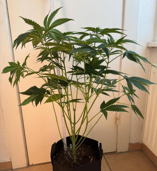 Fastbuds extract run. Week 8 - GG4 Sherbet FF (GS)