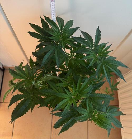 Fastbuds extract run. Week 8 - GG4 Sherbet FF (GS)