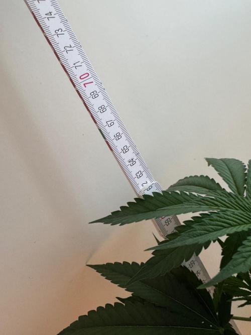Fastbuds extract run. Week 8 - GG4 Sherbet FF (GS)