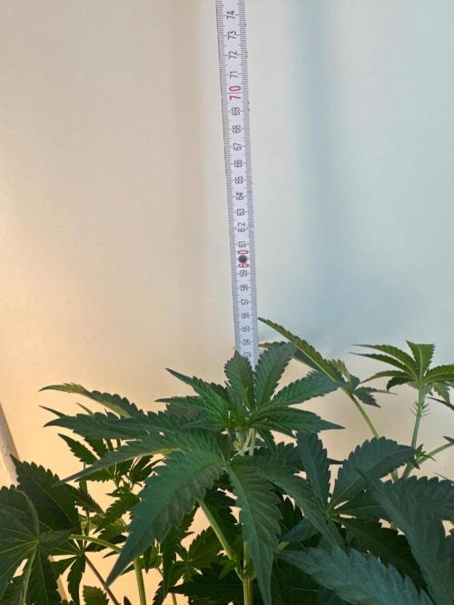 Fastbuds extract run. Week 8 - Biscotti Gelato (BG)