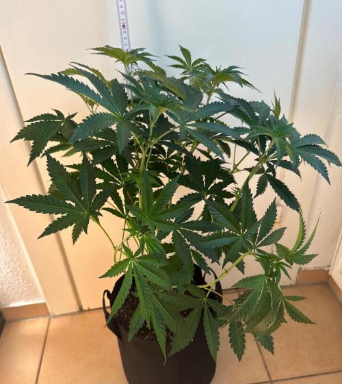 Fastbuds extract run. Week 8 - Biscotti Gelato (BG)
