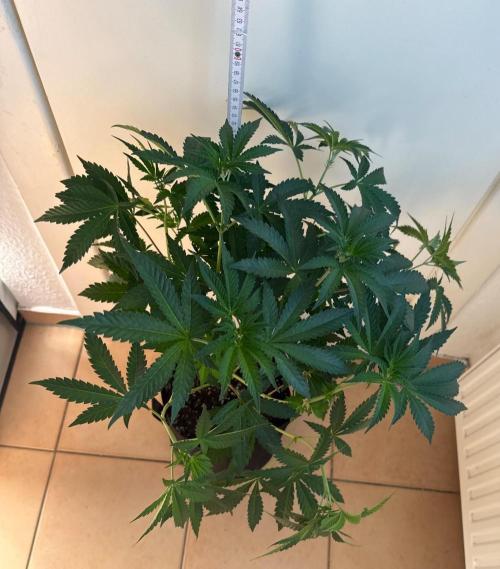 Fastbuds extract run. Week 8 - Biscotti Gelato (BG)