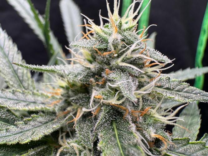 Fastbuds extract run. Week 12 - GG4 Sherbet FF (GS)