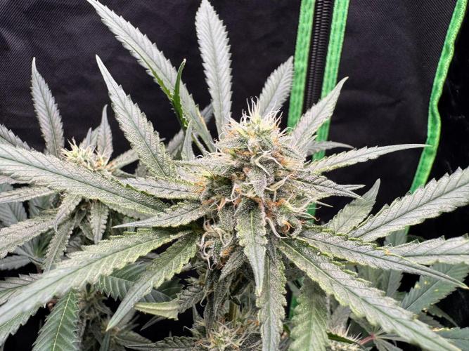 Fastbuds extract run. Week 12 - GG4 Sherbet FF (GS)
