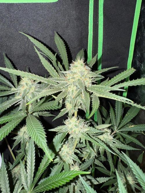 Fastbuds extract run. Week 12 - GG4 Sherbet FF (GS)