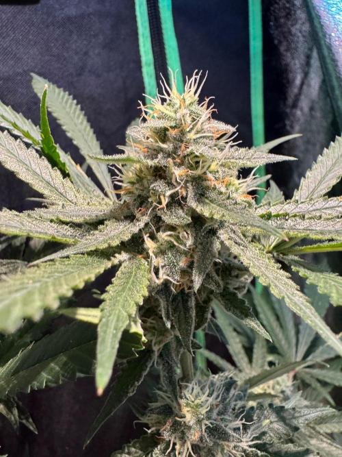 Fastbuds extract run. Week 12 - GG4 Sherbet FF (GS)