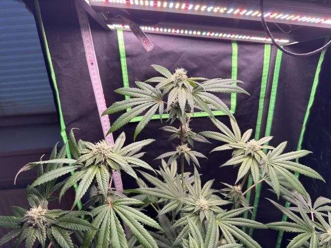 Fastbuds extract run. Week 12 - Garlic Mint Sherbet (GMS)