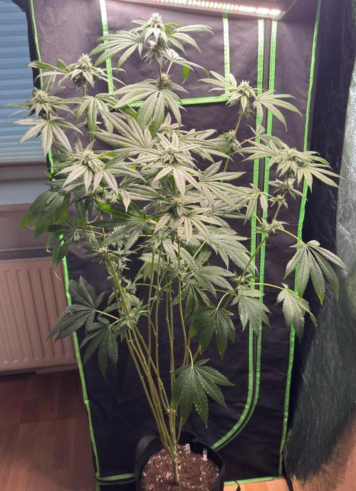 Fastbuds extract run. Week 12 - Garlic Mint Sherbet (GMS)