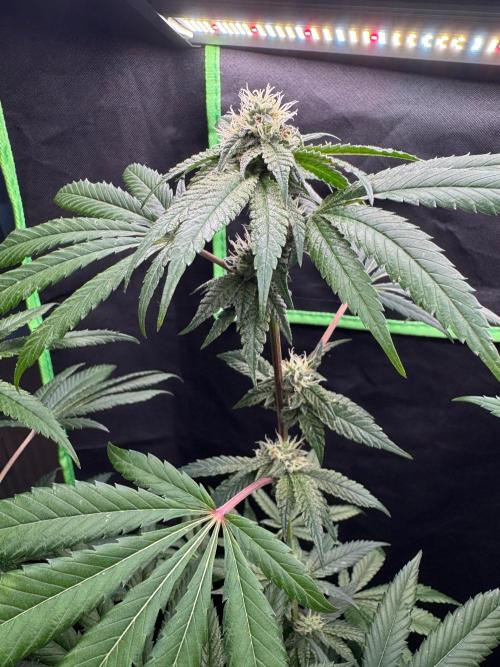 Fastbuds extract run. Week 12 - Garlic Mint Sherbet (GMS)