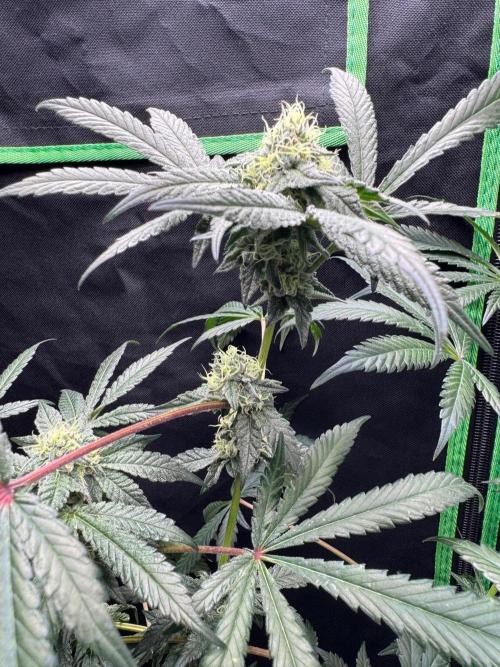 Fastbuds extract run. Week 12 - Biscotti Gelato (BG)