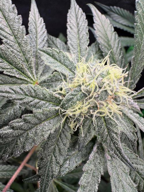 Fastbuds extract run. Week 12 - Biscotti Gelato (BG)