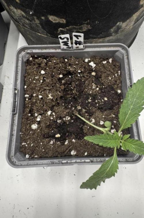 Fastbuds extract run. Week 2 - Garlic Mint Sherbet (GMS)
