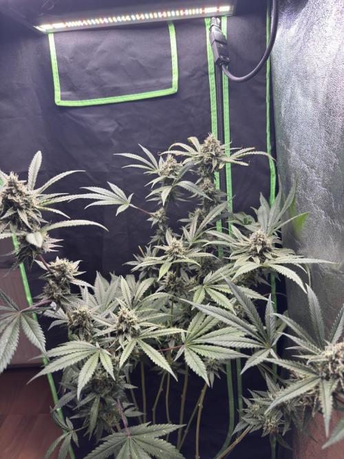 Fastbuds extract run. Week 13 - GG4 Sherbet FF (GS)