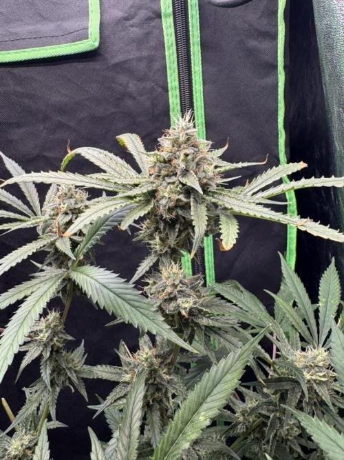 Fastbuds extract run. Week 13 - GG4 Sherbet FF (GS)