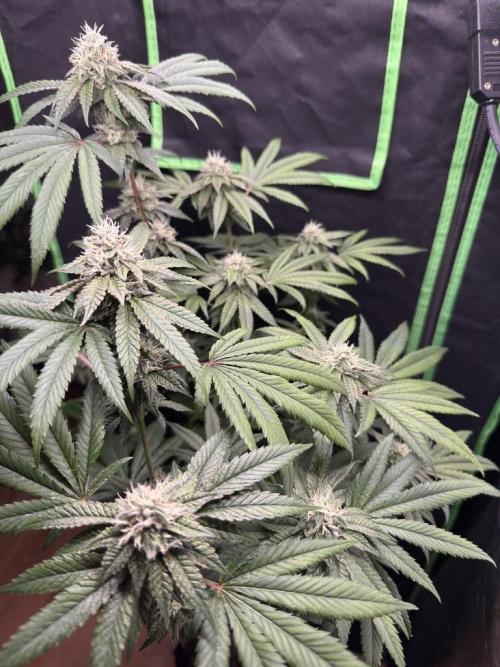 Fastbuds extract run. Week 13 - Garlic Mint Sherbet (GMS)