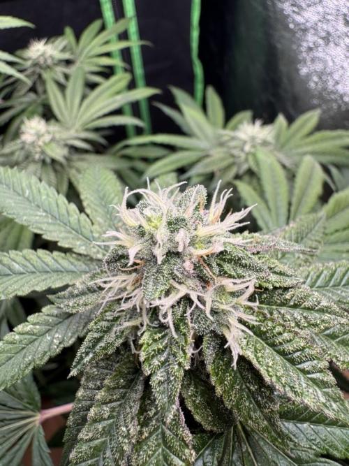 Fastbuds extract run. Week 13 - Garlic Mint Sherbet (GMS)