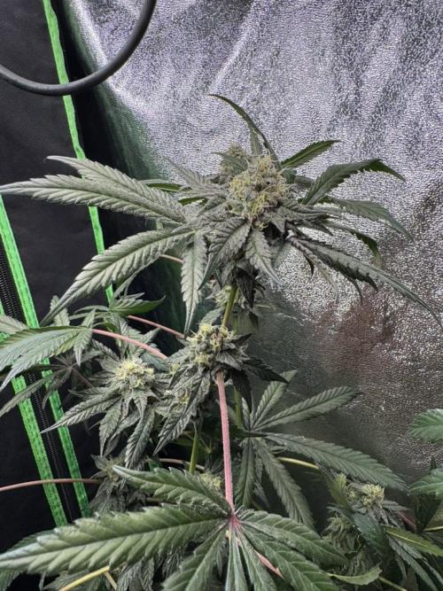 Fastbuds extract run. Week 13 - Biscotti Gelato (BG)