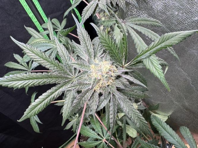 Fastbuds extract run. Week 13 - Biscotti Gelato (BG)