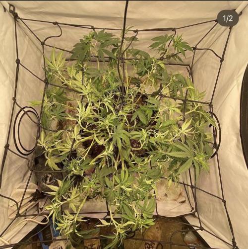 Critical Orange punch. Week 1