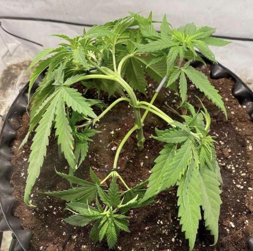 Critical Orange punch. Week 1