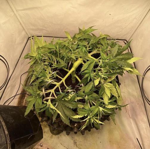 Critical Orange punch. Week 1