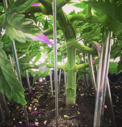 Critical Orange punch. Week 1