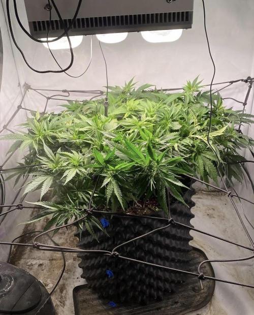 Critical Orange punch. Week 1