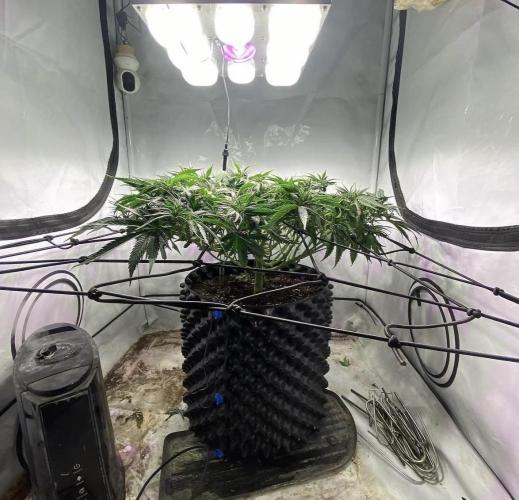 Critical Orange punch. Week 1