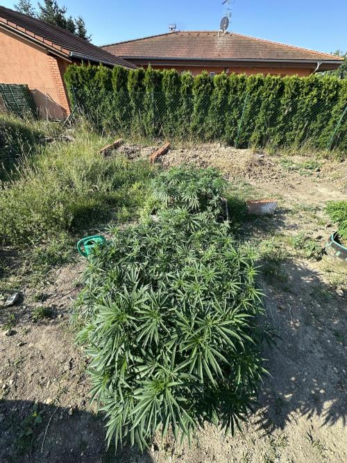 Outdoor 2026. Week 8