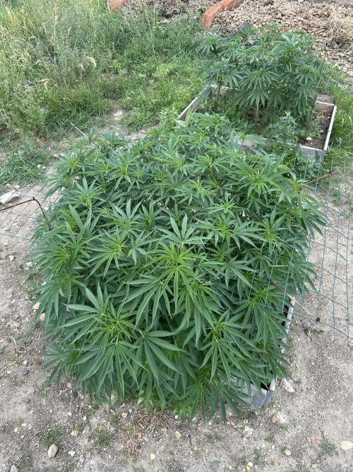 Outdoor 2026. Week 8