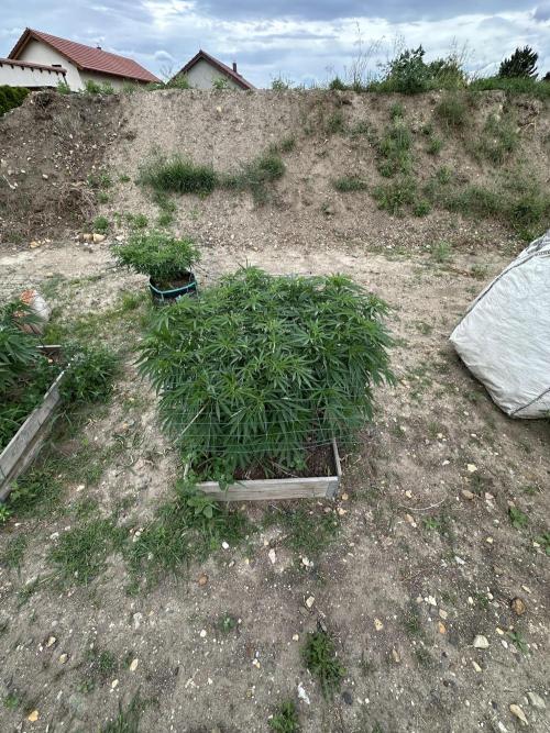 Outdoor 2026. Week 8