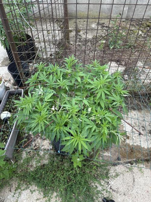 Outdoor 2026. Week 8