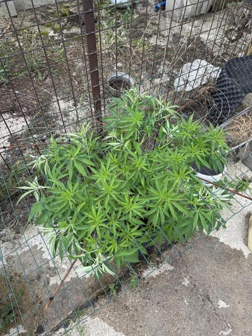 Outdoor 2026. Week 8
