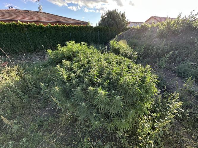 Outdoor 2026. Week 5