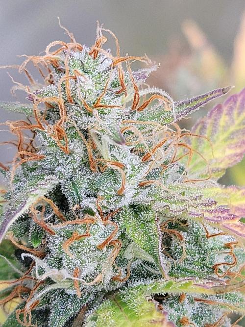 Divine Time!. Week 9 - Shes about done