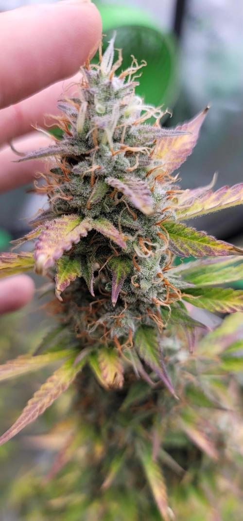 Divine Time!. Week 9 - Frosty